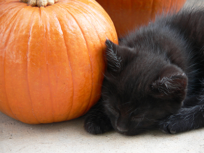 image for Halloween Safety Tips for Your Dog and Cat